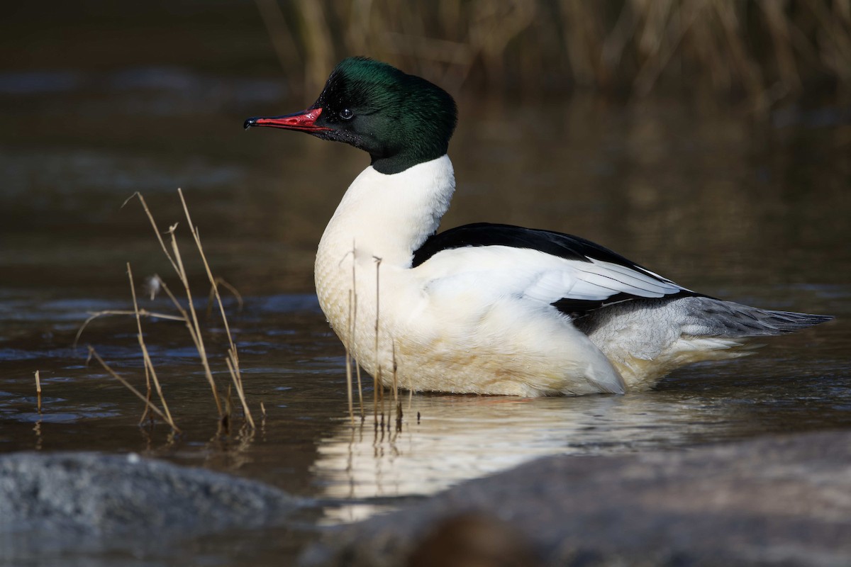 laksand - ML644526572