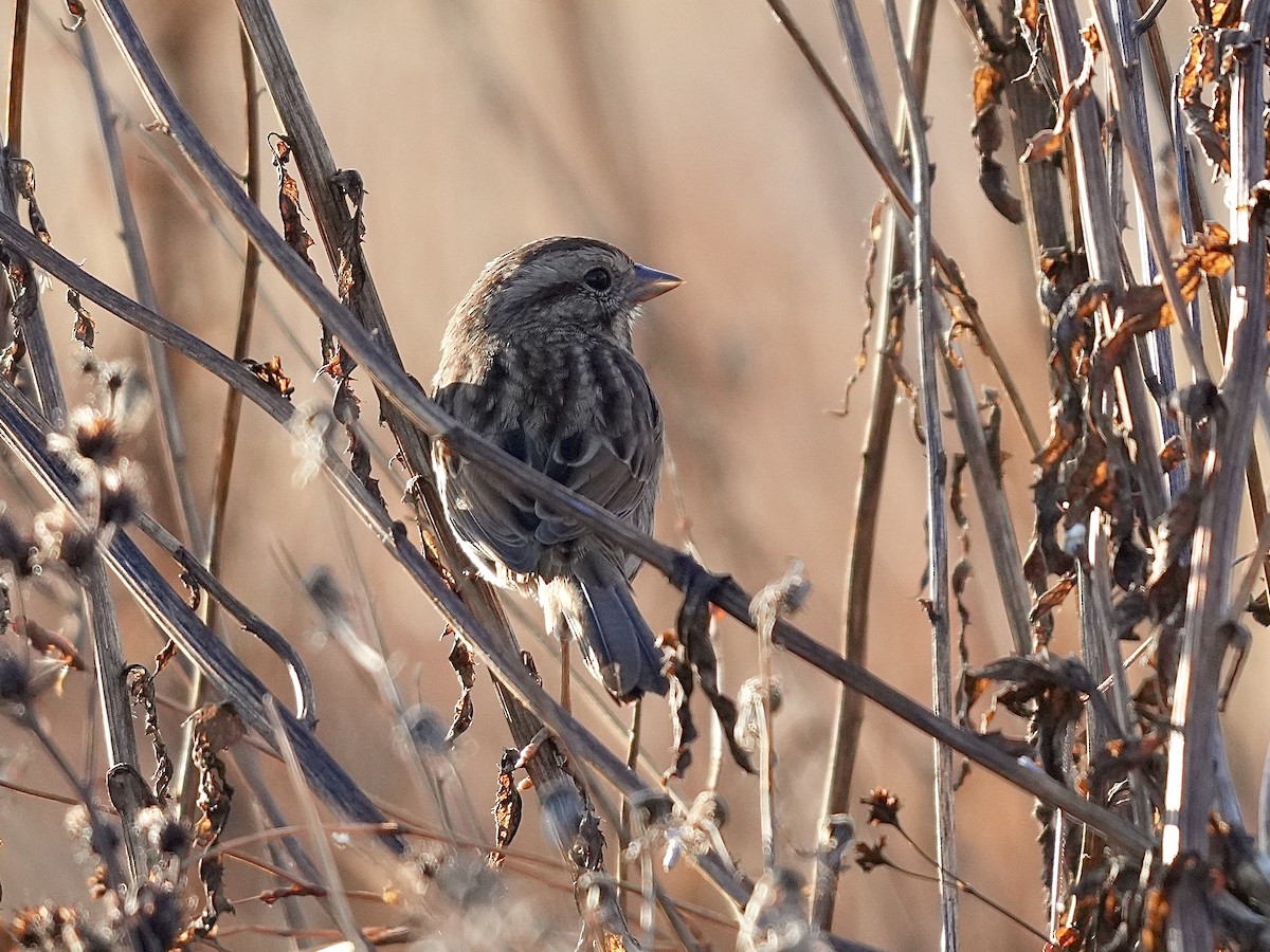 sangspurv - ML644526573