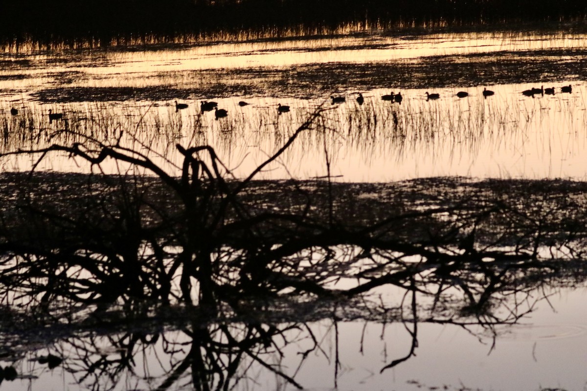 golfand - ML644526574