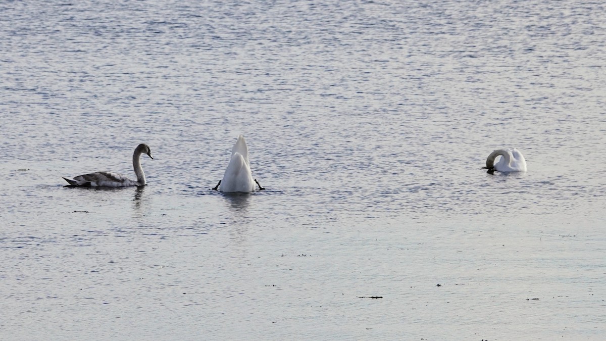 knoppsvane - ML644526575