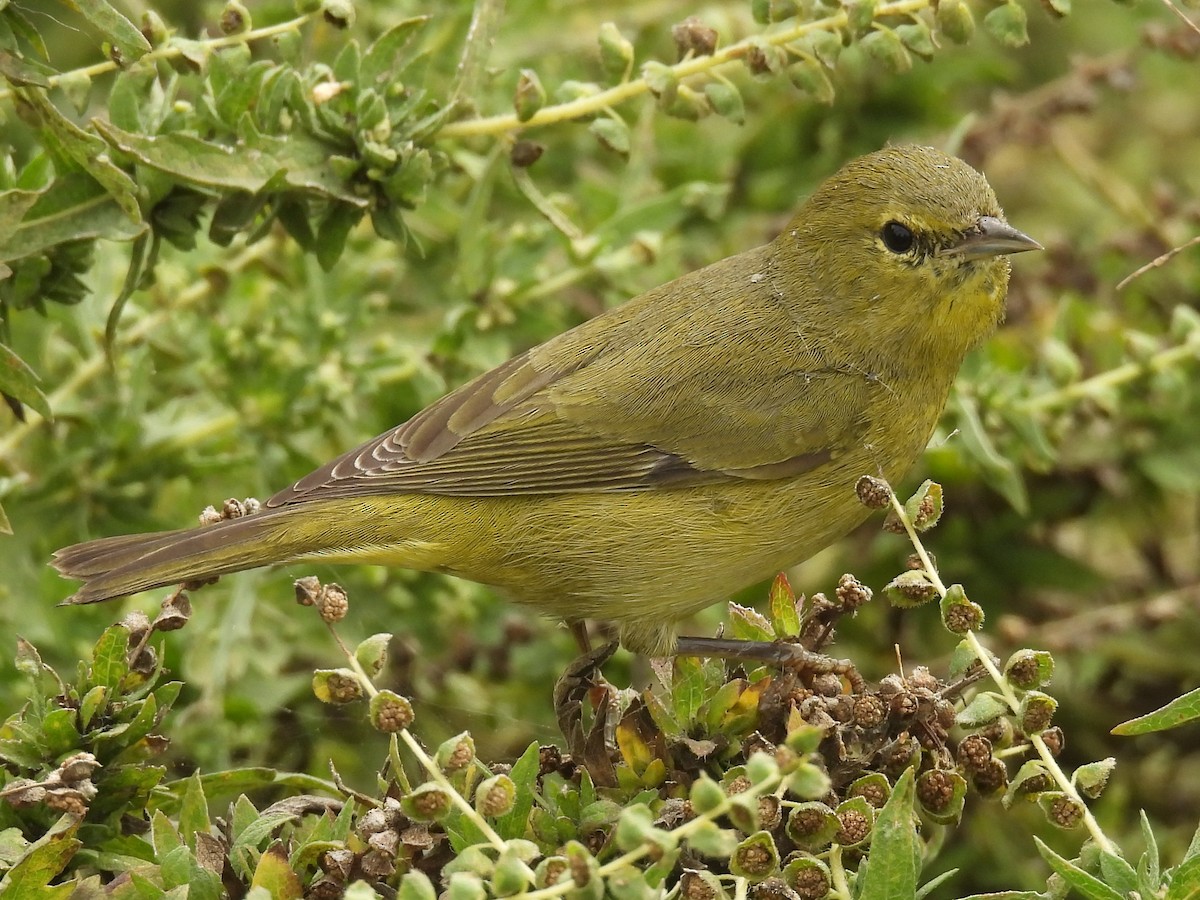 oransjekroneparula - ML644526578