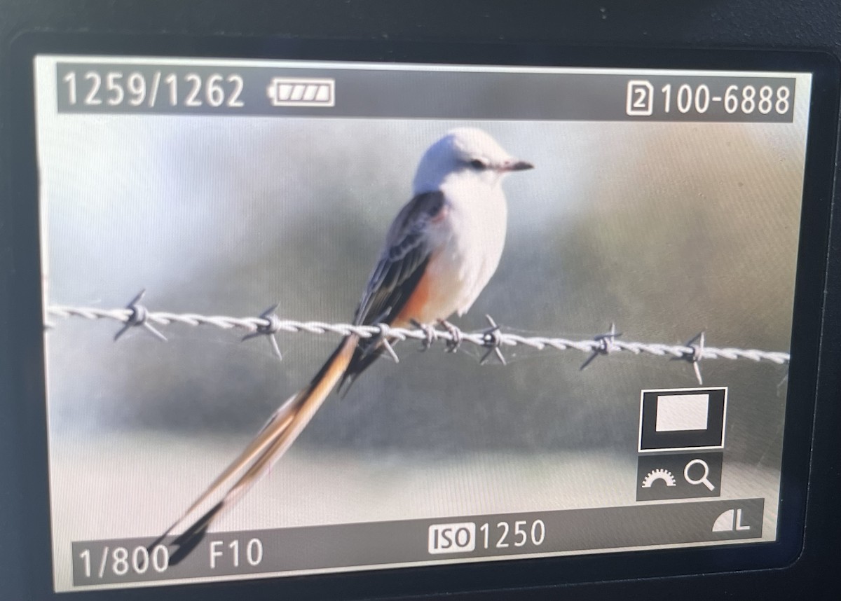 Tyran à longue queue - ML644526584