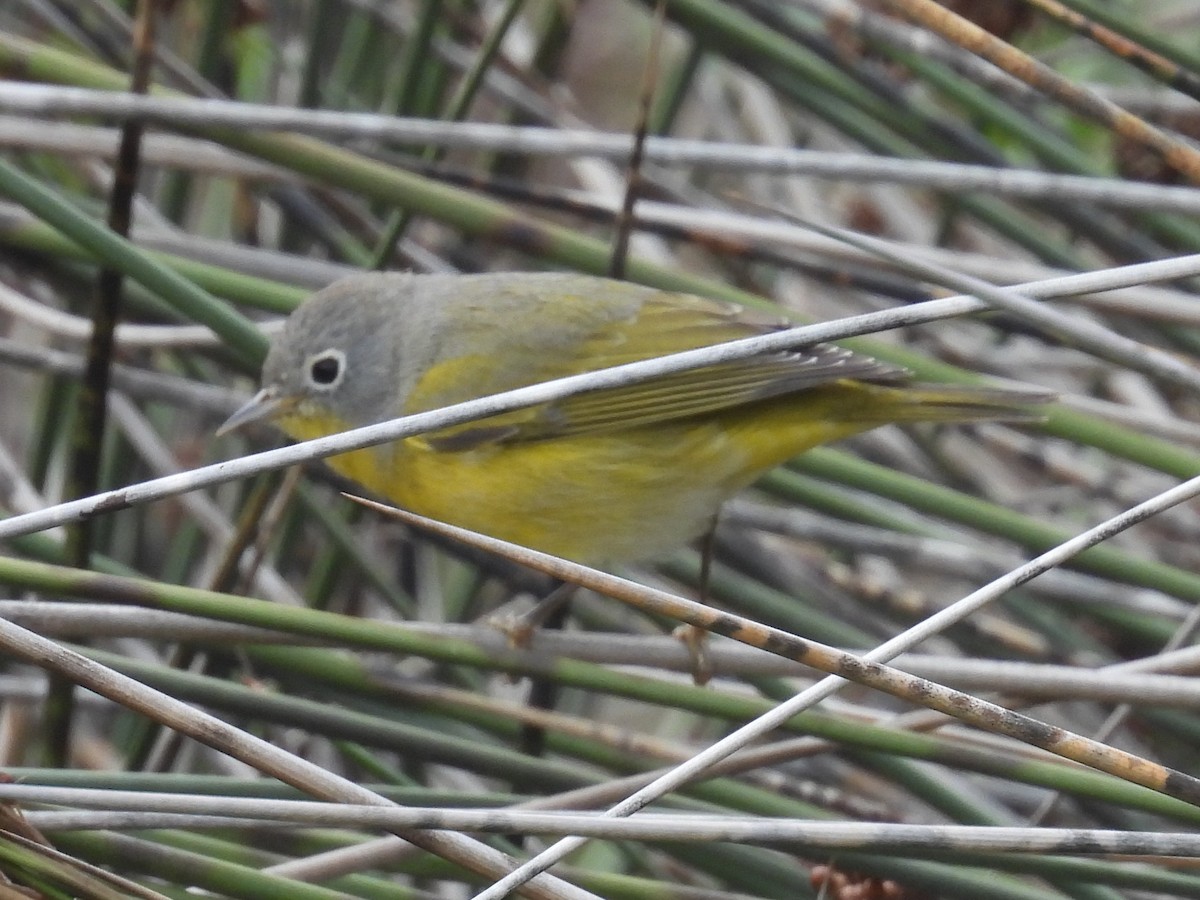 bjørkeparula - ML644526585