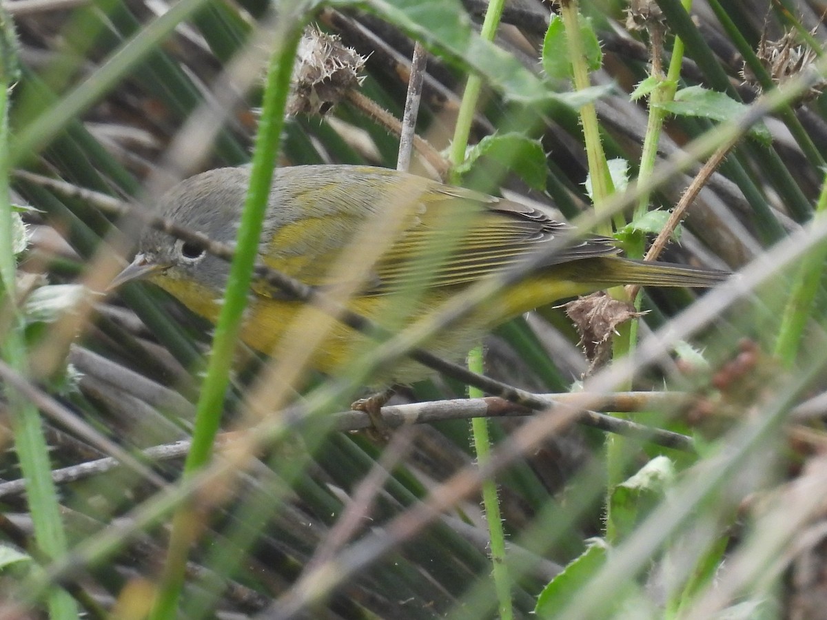 bjørkeparula - ML644526586