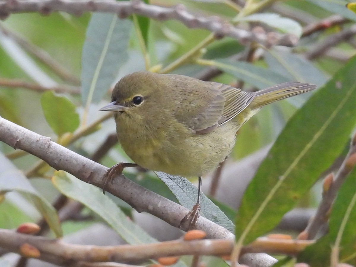 bjørkeparula - ML644526588