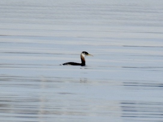 Red-necked Grebe - ML644526590