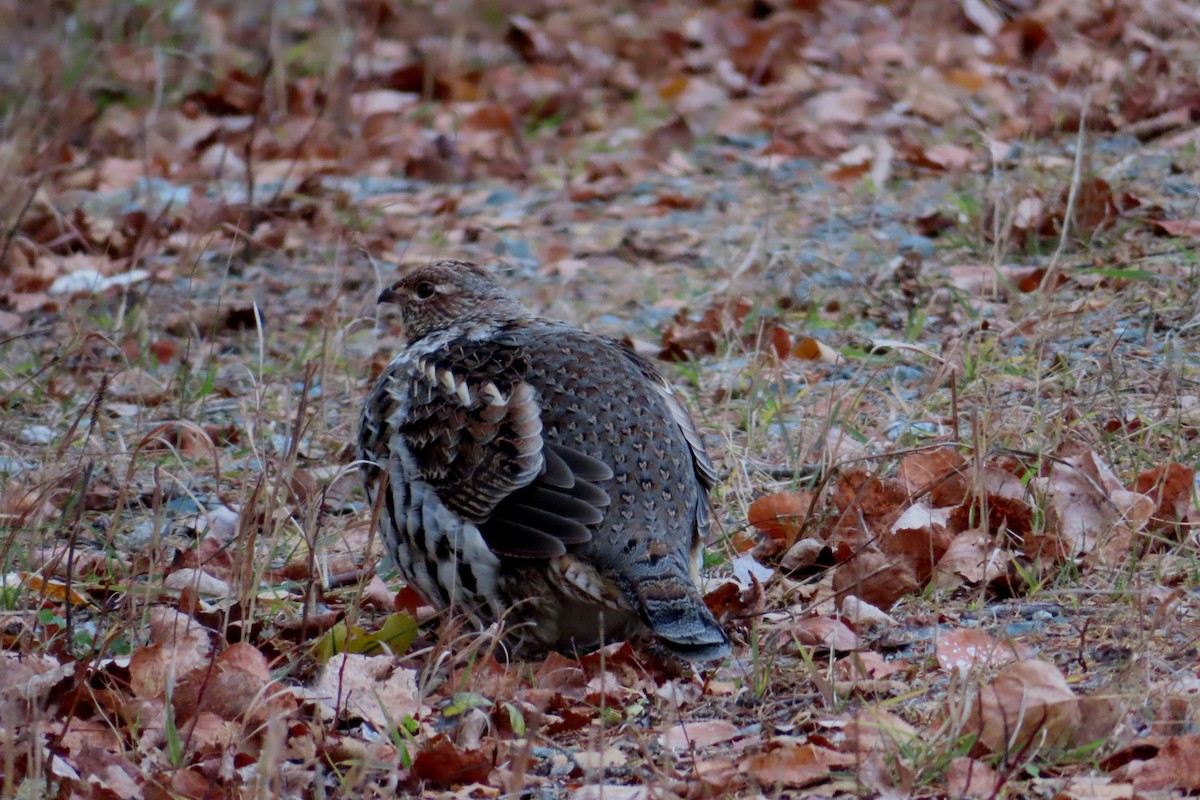 jeřábek kanadský - ML644526591