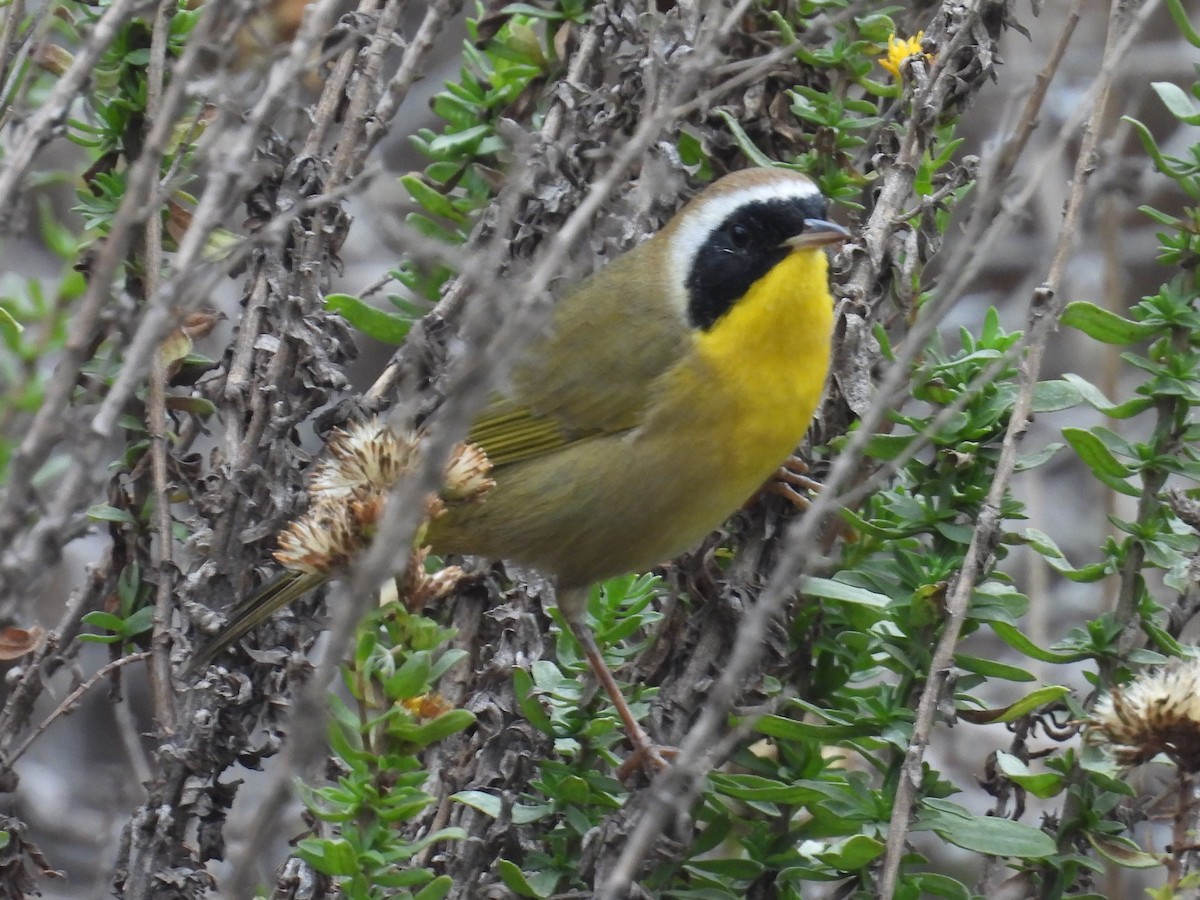 nordgulstrupe - ML644526595