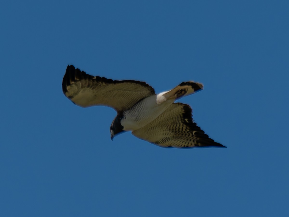 hvitstjertvåk - ML644526596