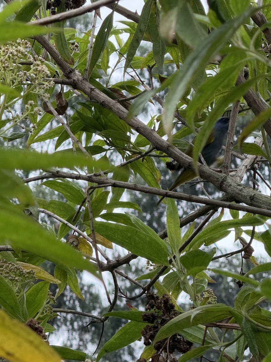 Blue-capped Tanager - ML644526604