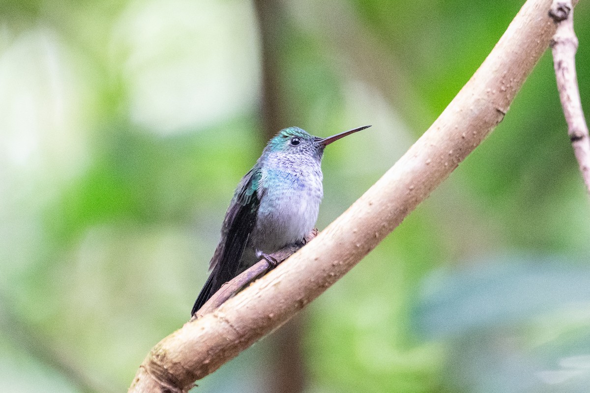 エメラルドハチドリ - ML644526605