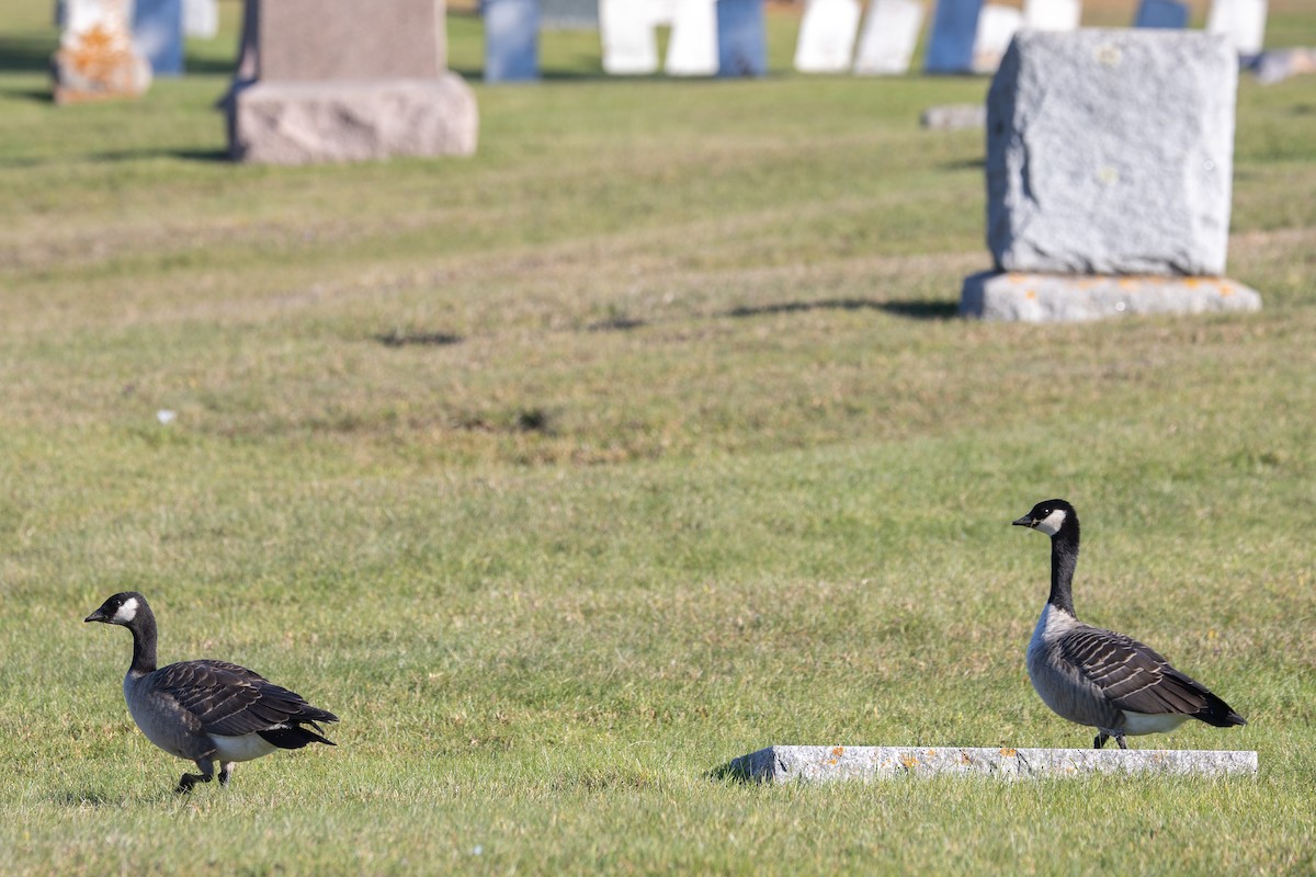 Cackling Goose - ML644526623