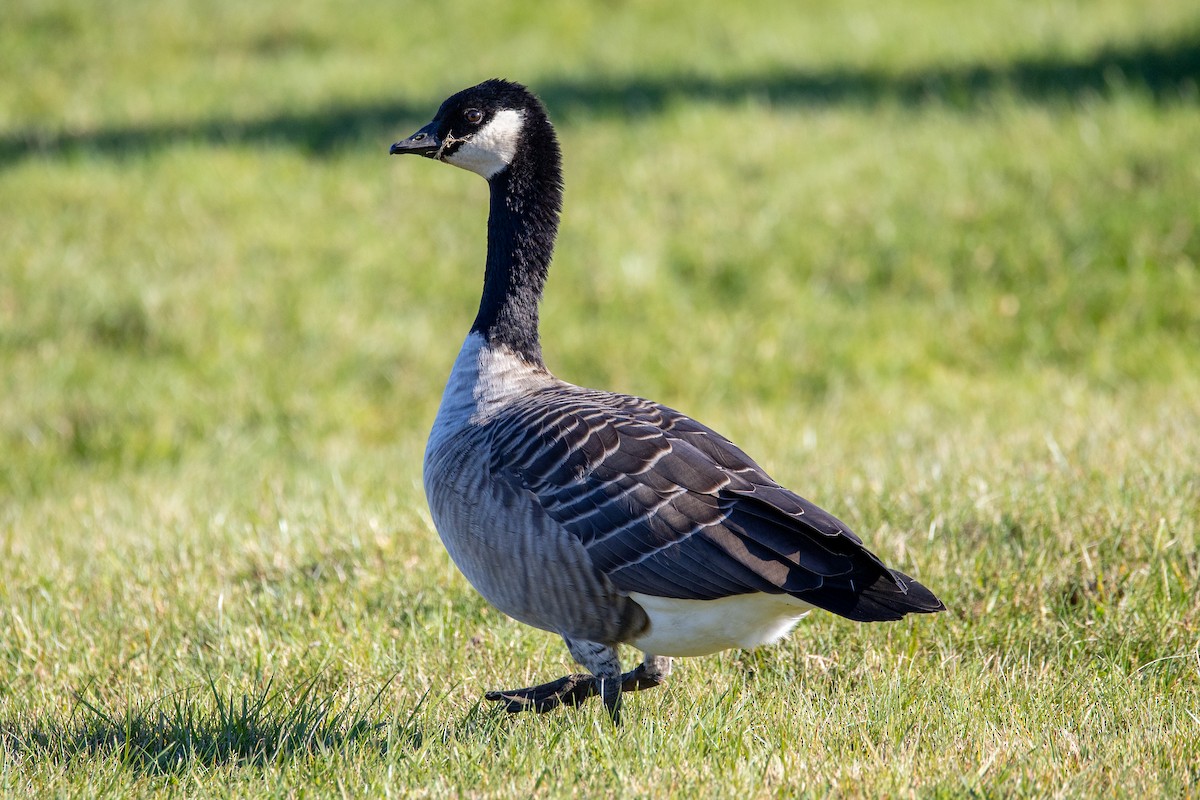 Cackling Goose - ML644526624