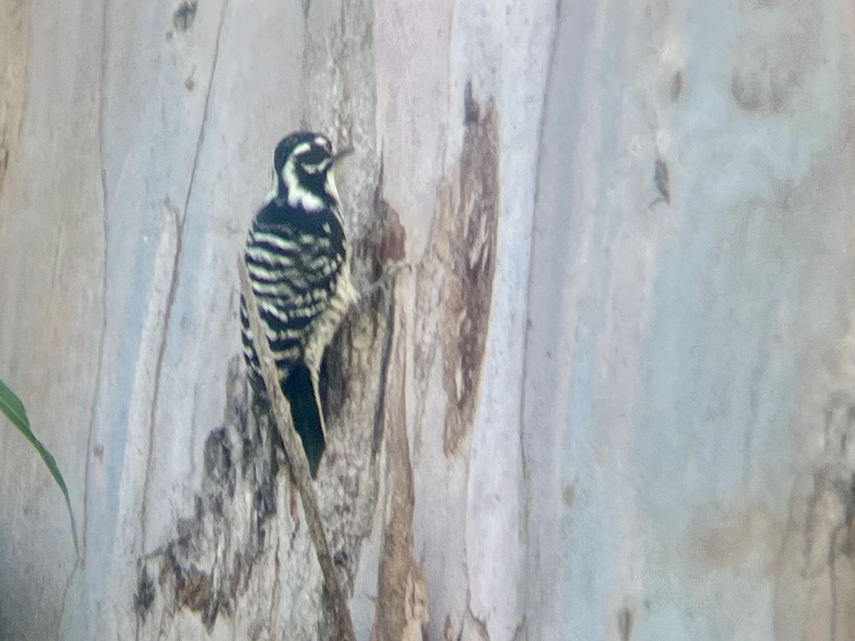 Nuttall's Woodpecker - ML644526634