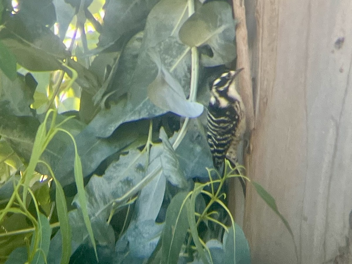 Nuttall's Woodpecker - ML644526635