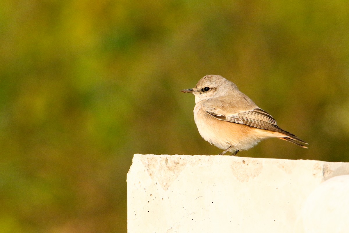 isabellasteinskvett - ML644526648