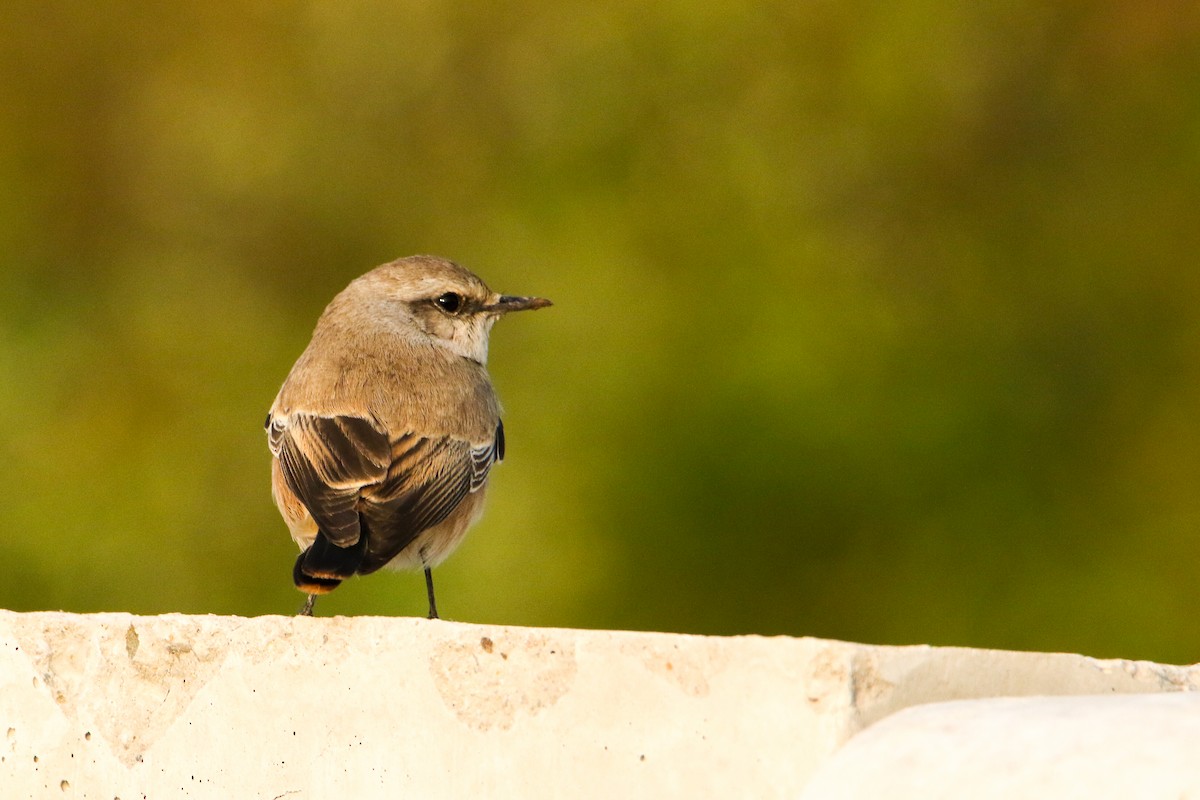 isabellasteinskvett - ML644526649