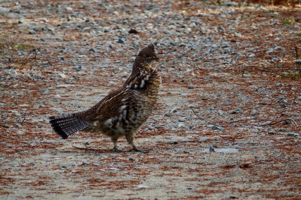 jeřábek kanadský - ML644526651