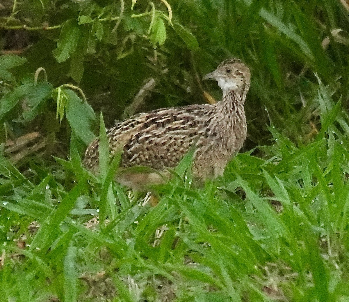 White-bellied Nothura - ML644526662