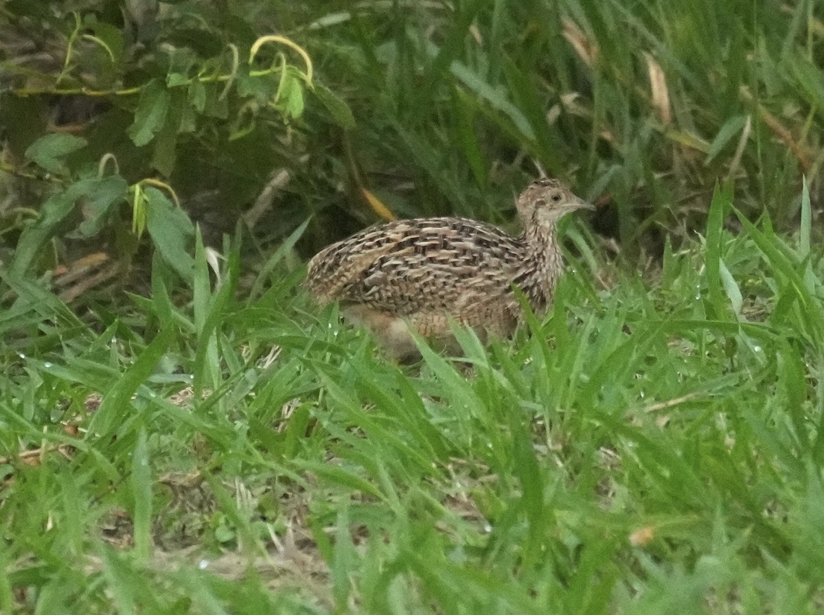 White-bellied Nothura - ML644526663