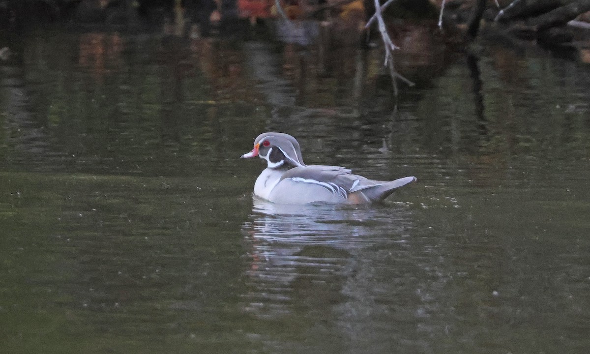 美洲鴛鴦 - ML644526673