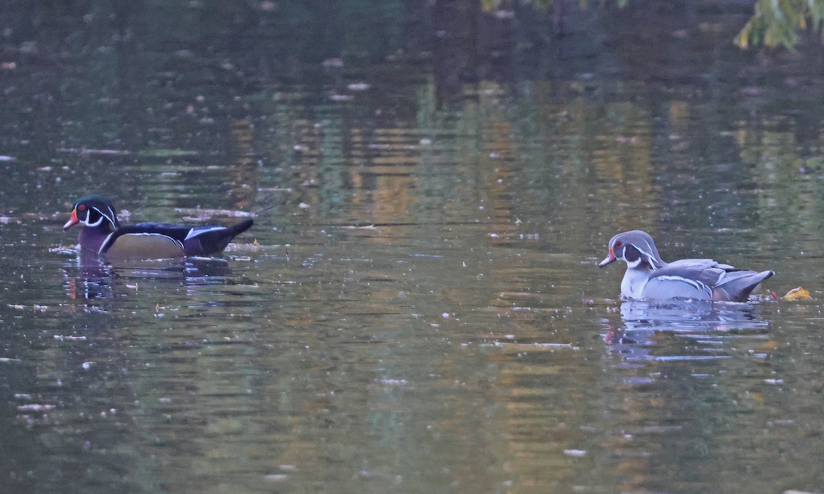 美洲鴛鴦 - ML644526674