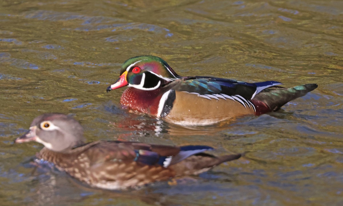 美洲鴛鴦 - ML644526675