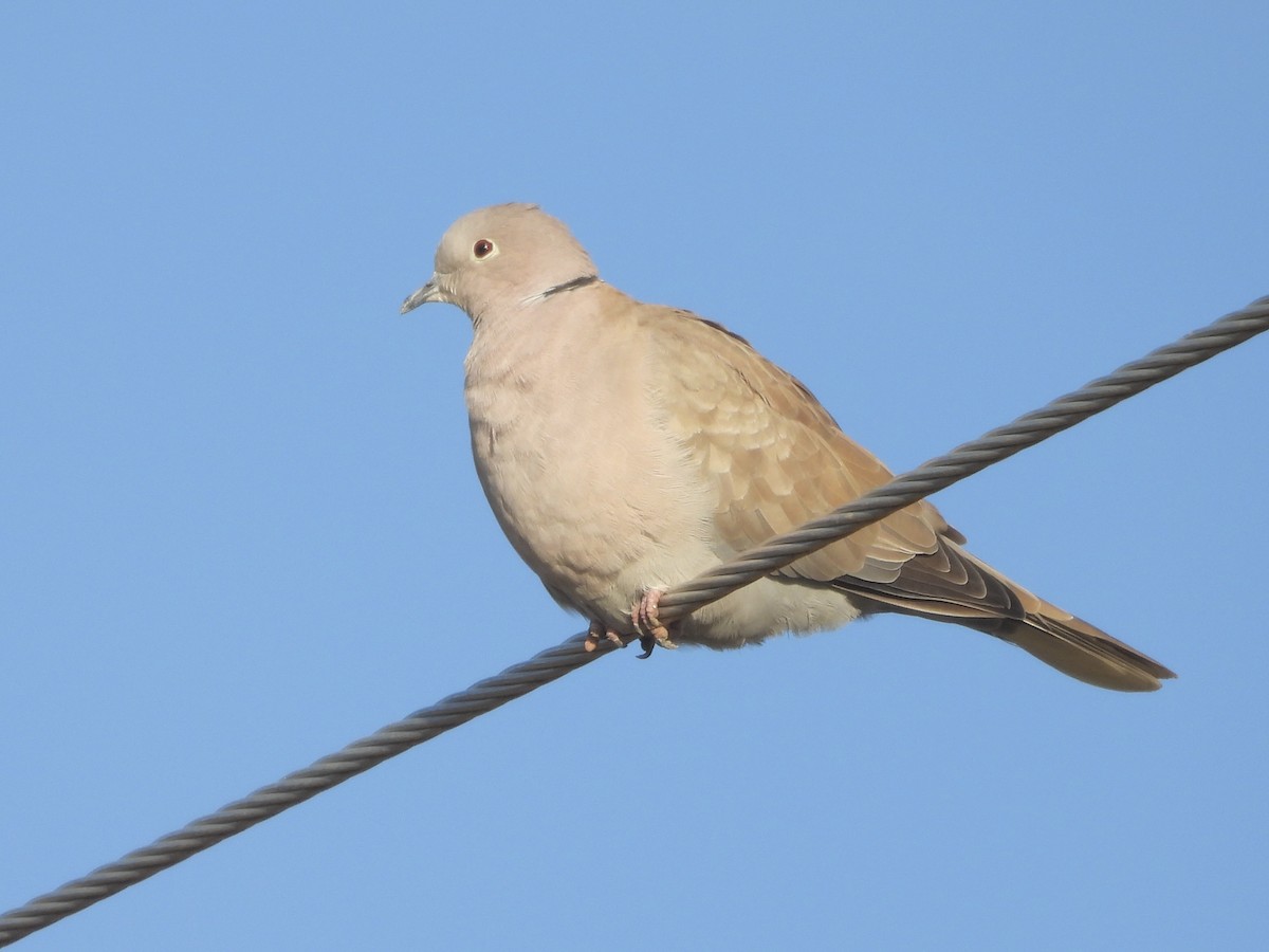 Eurasian Collared-Dove - ML644526678