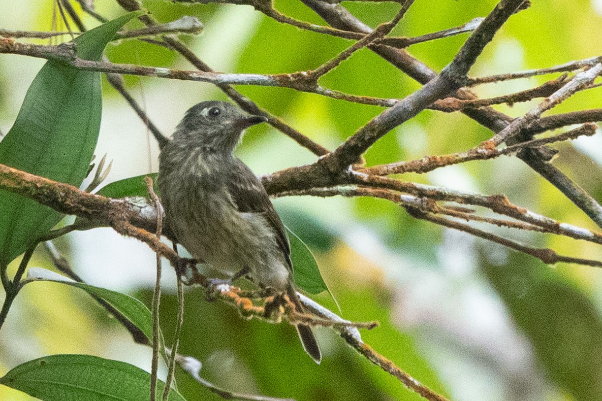 Olive-striped Flycatcher - ML644526680