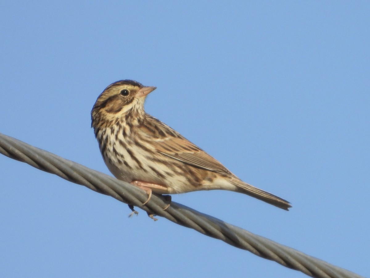 Savannah Sparrow - ML644526685