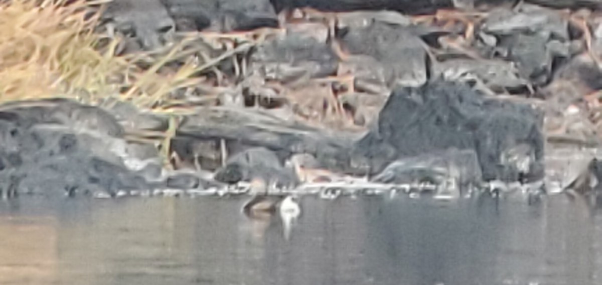 Pied-billed Grebe - ML644526687