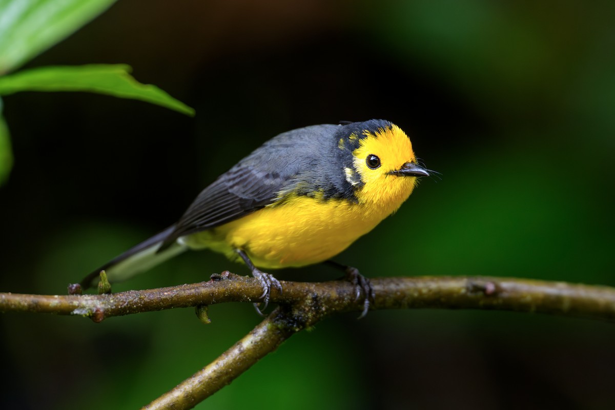 Süslü Ötleğen - ML644526697