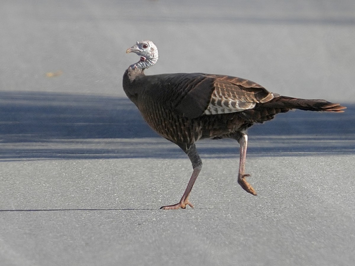 krocan divoký - ML644526698