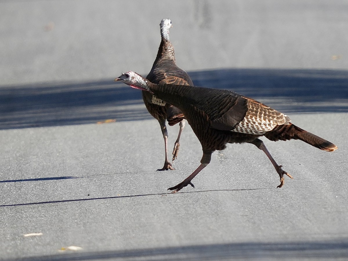 krocan divoký - ML644526699