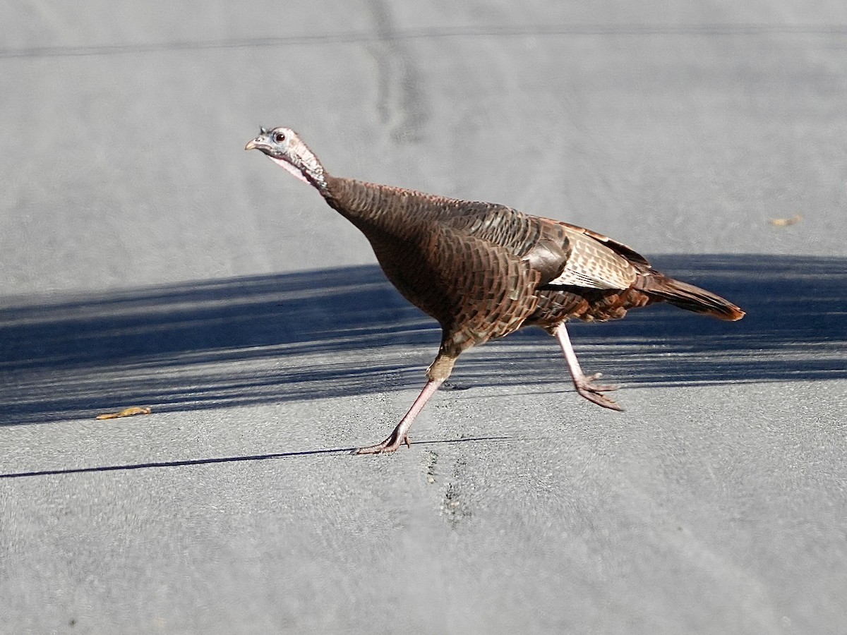 krocan divoký - ML644526700