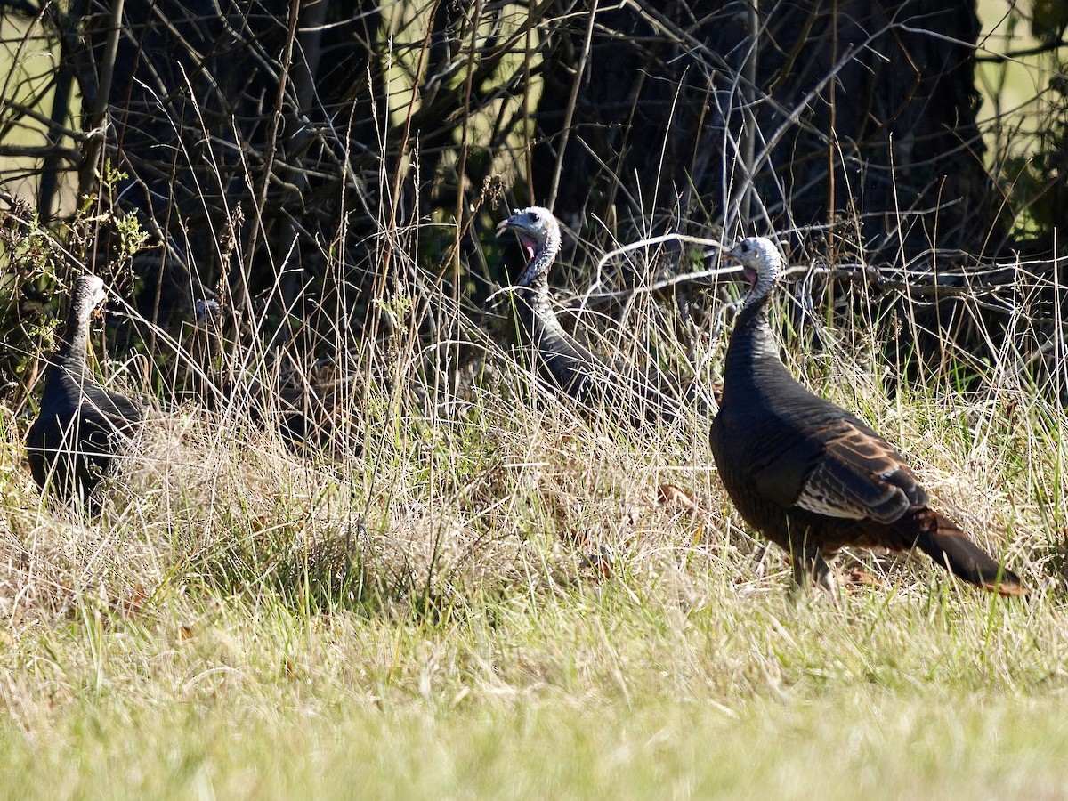 krocan divoký - ML644526703