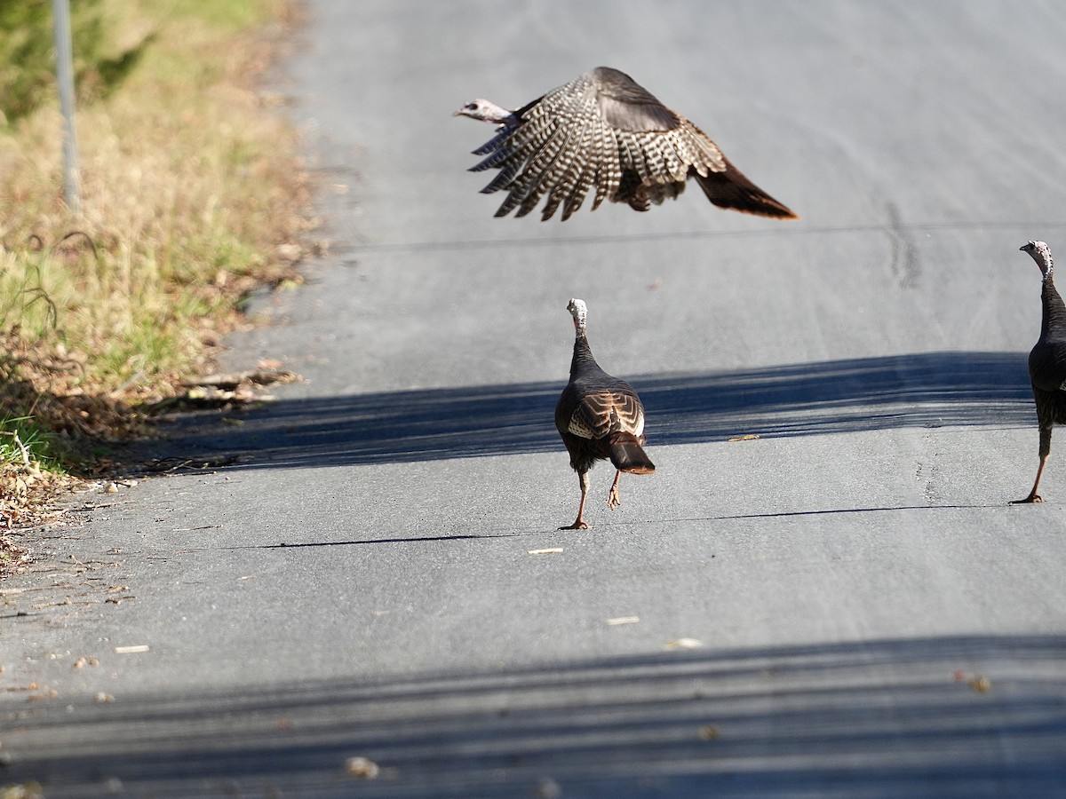 krocan divoký - ML644526704