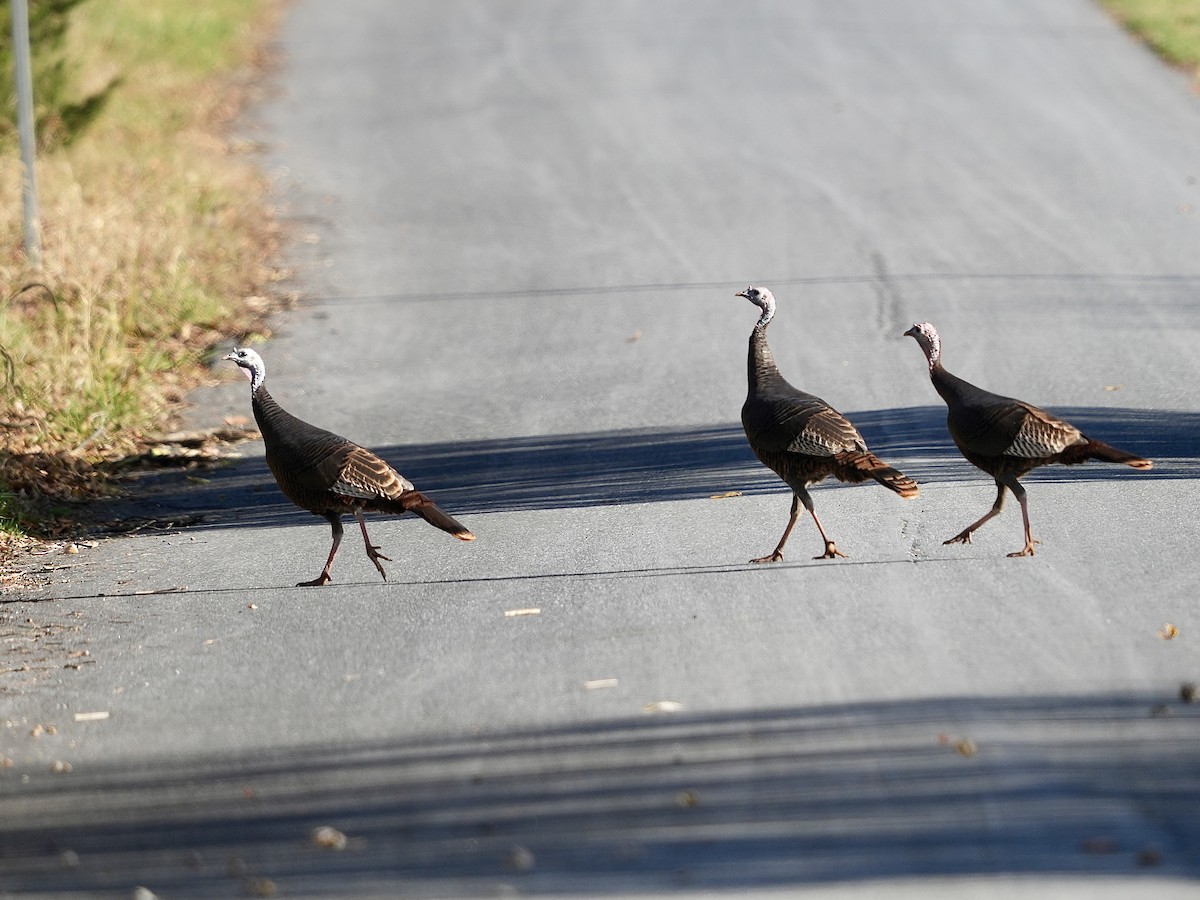 krocan divoký - ML644526705