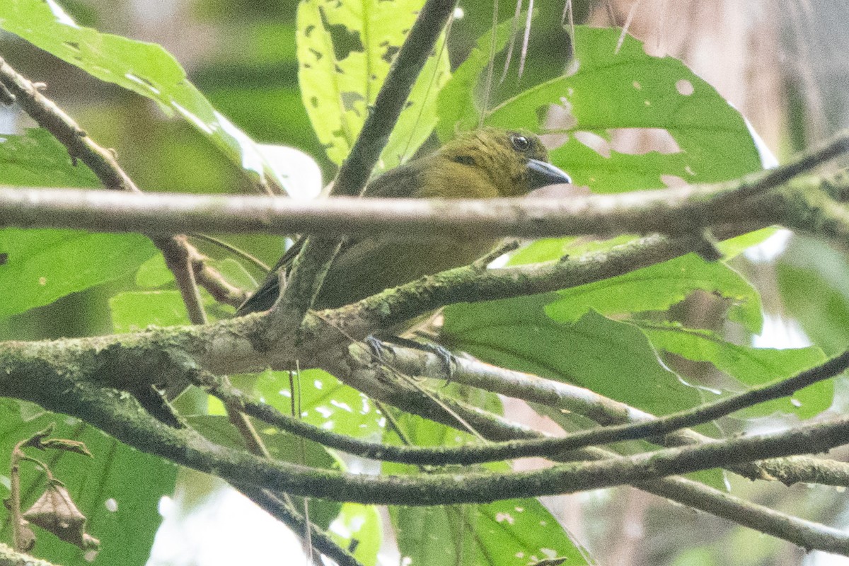 Carmiol's Tanager - ML644526708