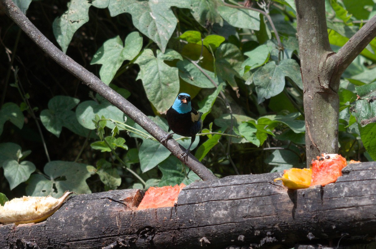 Blue-necked Tanager - ML644526710