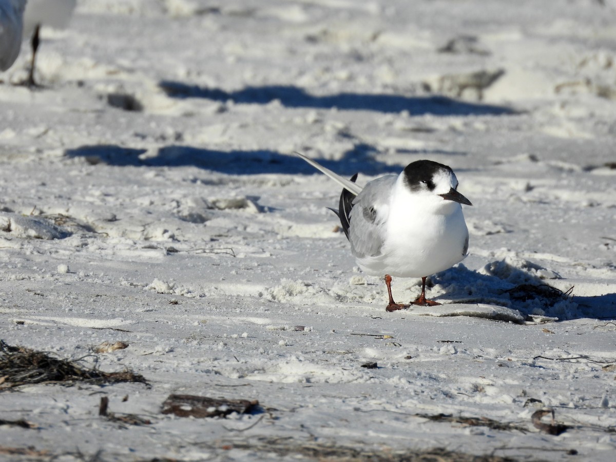 Крячок річковий - ML644526712