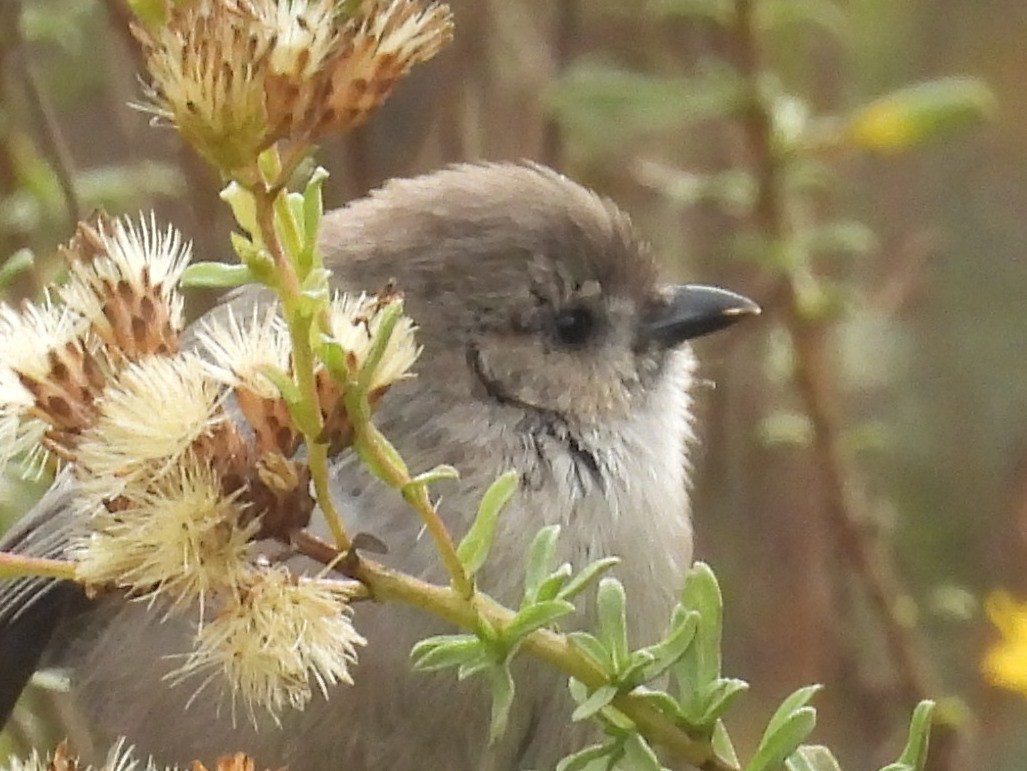 Bushtit (Pacific) - ML644526714