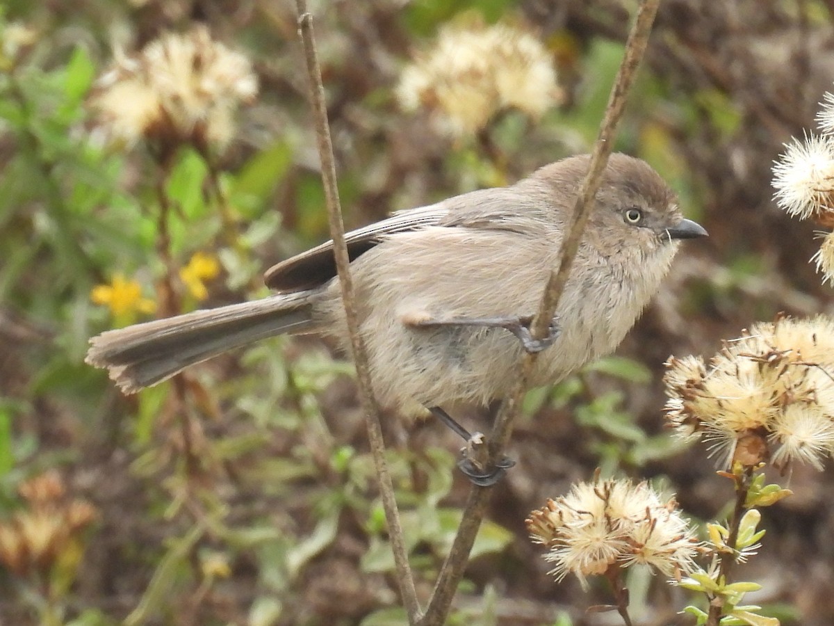 Bushtit (Pacific) - ML644526715