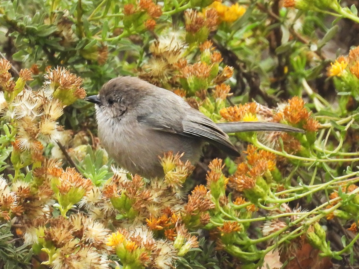 Bushtit (Pacific) - ML644526716