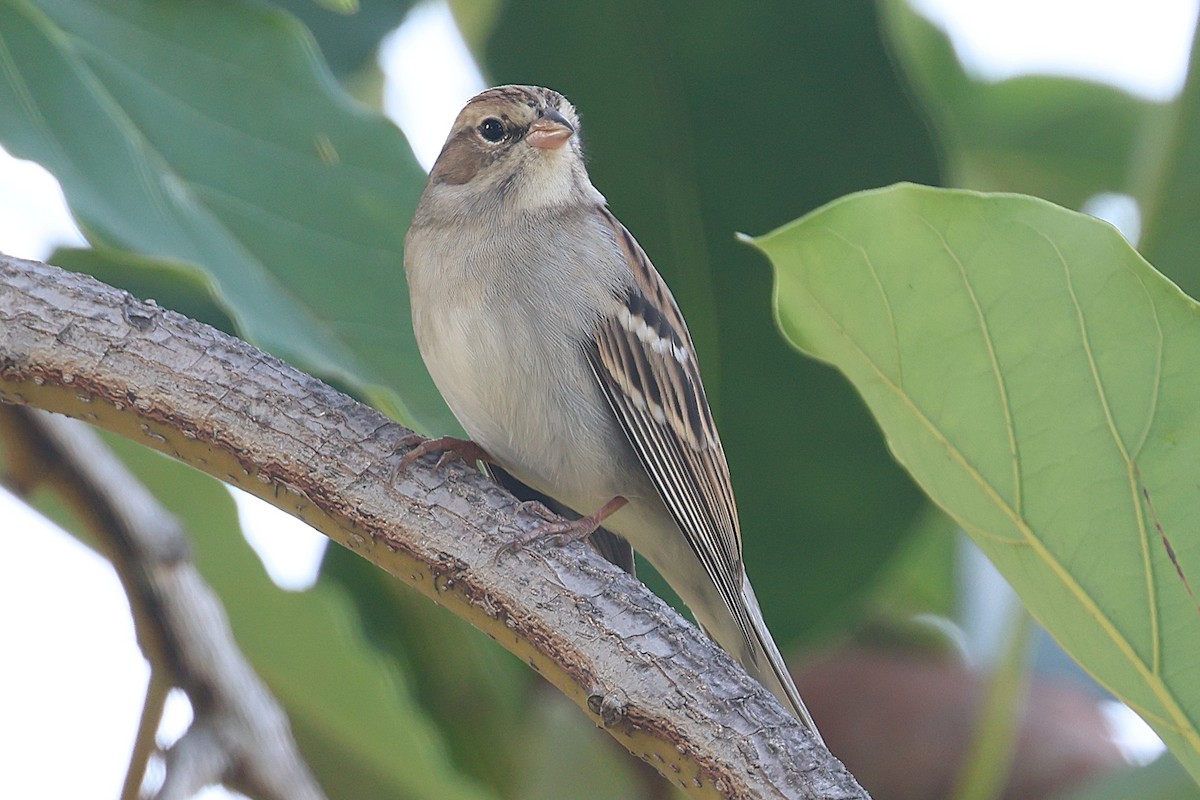 Chipping Sparrow - ML644526718