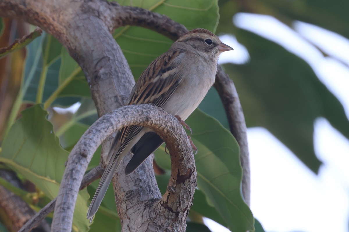 Chipping Sparrow - ML644526719