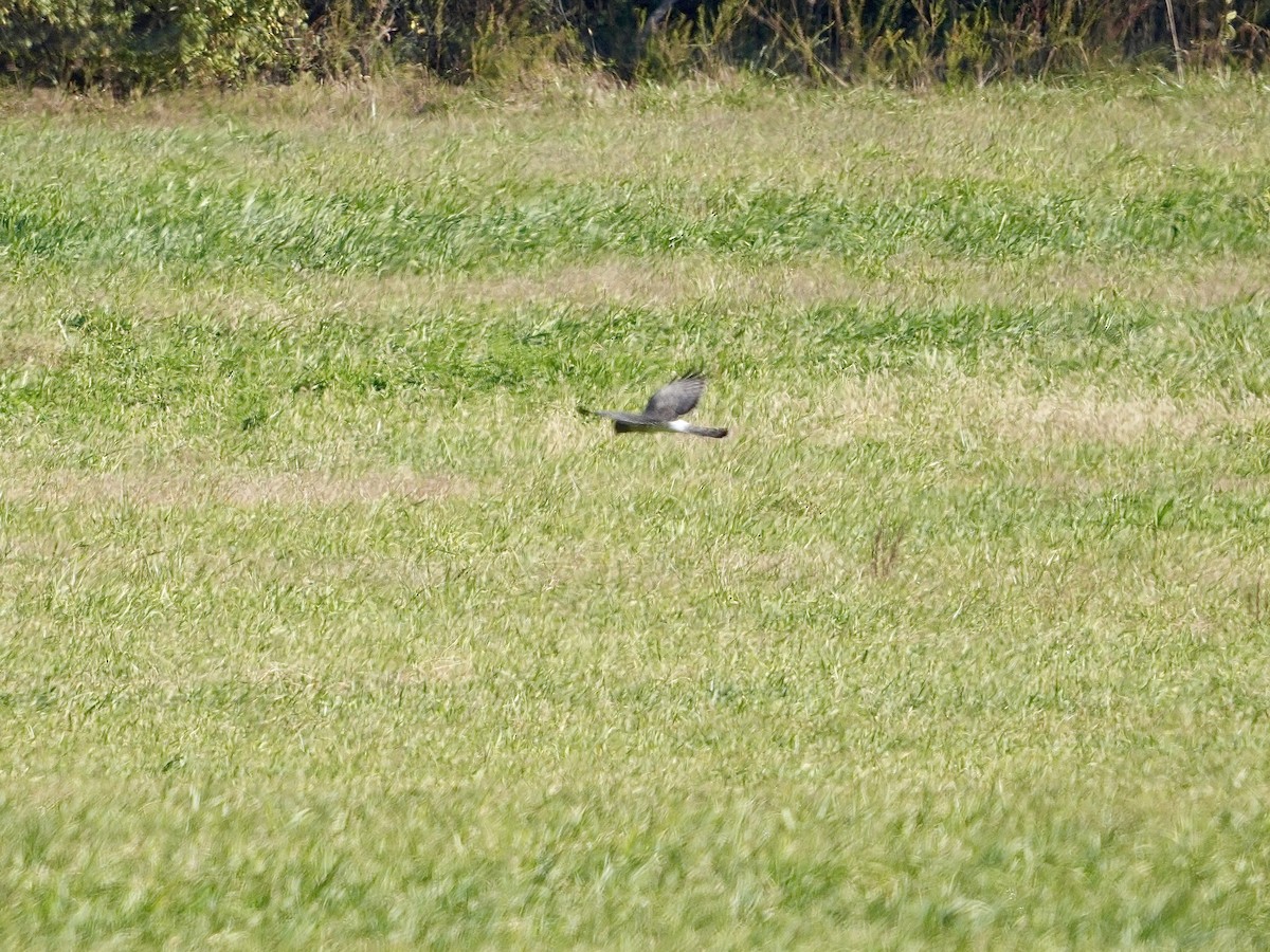 Northern Harrier - ML644526724
