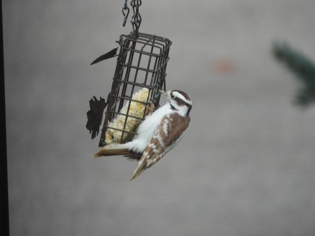 Downy Woodpecker - ML644526726