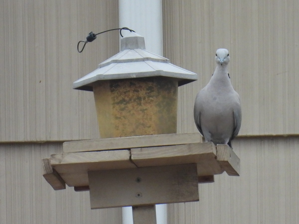 Eurasian Collared-Dove - ML644526727