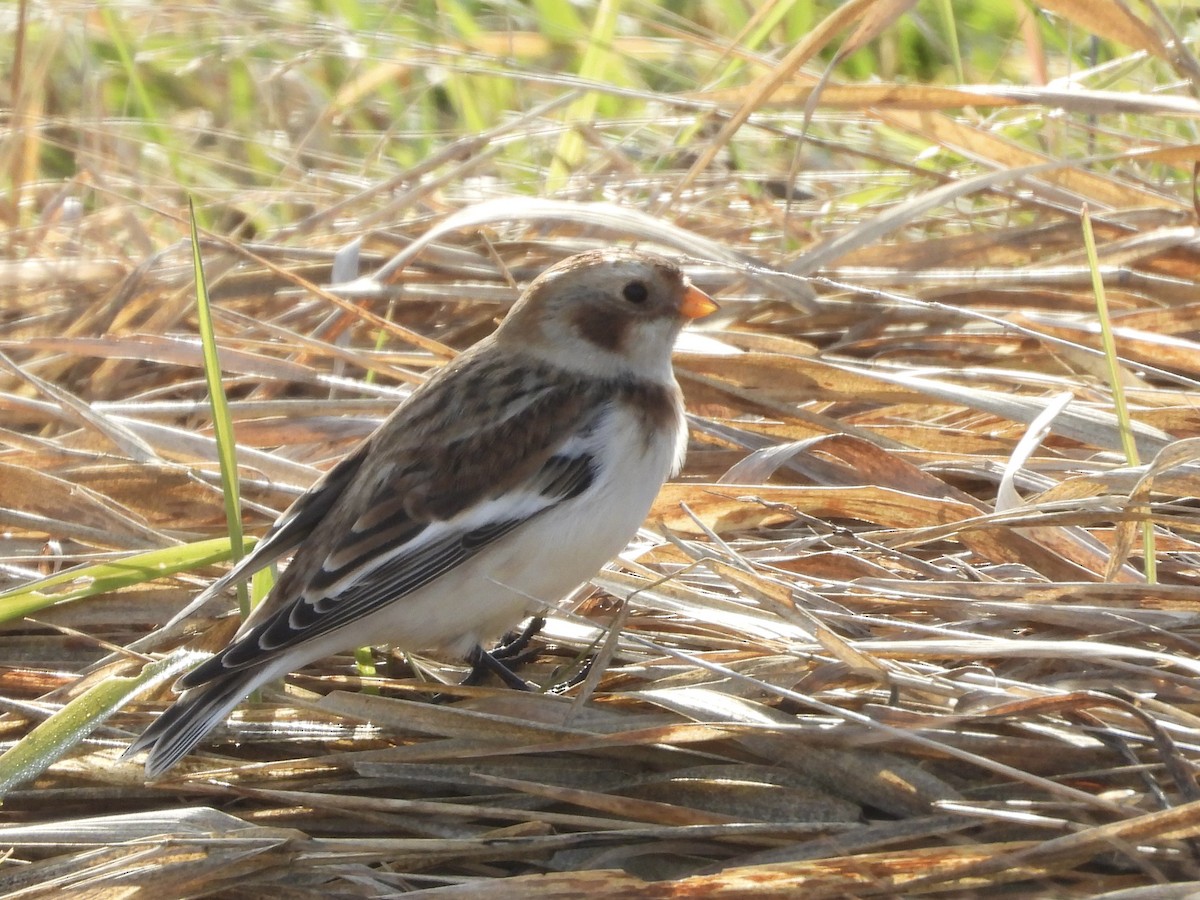 Snow Bunting - ML644526731